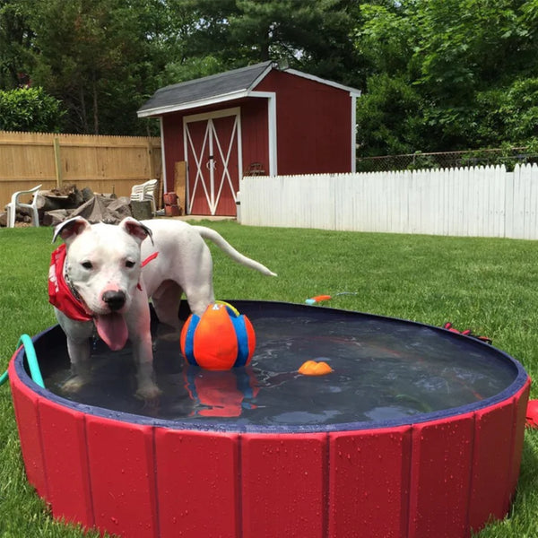 Pet Swimming Pool