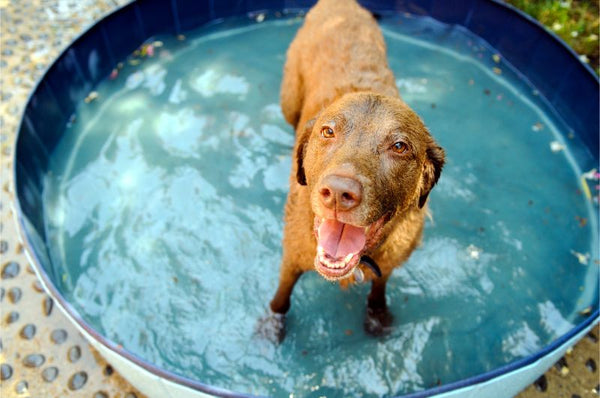 Pet Swimming Pool